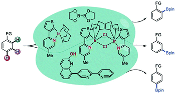 Graphical abstract: Ir-catalyzed proximal and distal C–H borylation of arenes