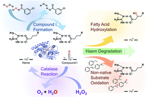 Graphical abstract: Exploring hitherto uninvestigated reactions of the fatty acid peroxygenase CYP152A1: catalase reaction and Compound I formation