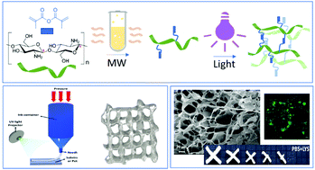 Graphical abstract: Microwave-assisted methacrylation of chitosan for 3D printable hydrogels in tissue engineering