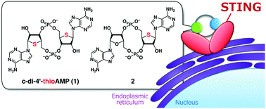 Graphical abstract: Replacement of oxygen with sulfur on the furanose ring of cyclic dinucleotides enhances the immunostimulatory effect via STING activation