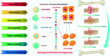 Graphical abstract: Novel insights into nanomaterials for immunomodulatory bone regeneration