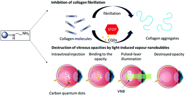 Graphical abstract: Carbon quantum dots as a dual platform for the inhibition and light-based destruction of collagen fibers: implications for the treatment of eye floaters