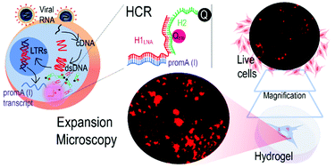 Graphical abstract: Nanoscale probing and imaging of HIV-1 RNA in cells with a chimeric LNA–DNA sensor