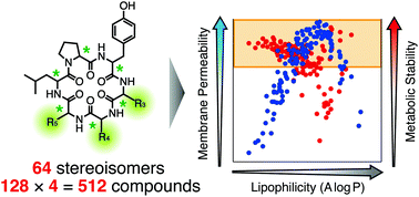 Graphical abstract: A comprehensive study on the effect of backbone stereochemistry of a cyclic hexapeptide on membrane permeability and microsomal stability