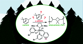 Graphical abstract: Investigating the effect of α-pinene on the ROMP of δ-pinene