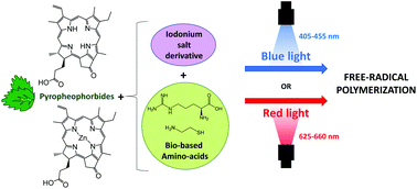 Graphical abstract: Bio-based porphyrins pyropheophorbide a and its Zn-complex as visible-light photosensitizers for free-radical photopolymerization