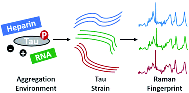 Graphical abstract: Conformational fingerprinting of tau variants and strains by Raman spectroscopy