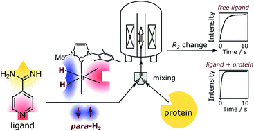 Graphical abstract: Characterization of protein–ligand interactions by SABRE