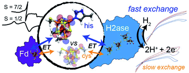 Graphical abstract: A site-differentiated [4Fe–4S] cluster controls electron transfer reactivity of Clostridium acetobutylicum [FeFe]-hydrogenase I