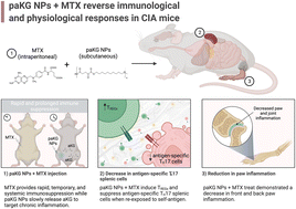 Graphical abstract: Short term, low dose alpha-ketoglutarate based polymeric nanoparticles with methotrexate reverse rheumatoid arthritis symptoms in mice and modulate T helper cell responses