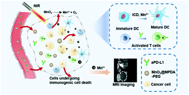 Graphical abstract: Mild phototherapy mediated by manganese dioxide-loaded mesoporous polydopamine enhances immunotherapy against colorectal cancer