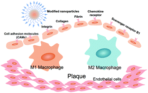Graphical abstract: Surface-modified nanotherapeutics targeting atherosclerosis