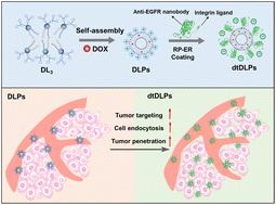 Graphical abstract: Dendritic lipopeptide liposomes decorated with dual-targeted proteins