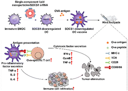 Graphical abstract: Single-component lipid nanoparticles for engineering SOCS1 gene-silenced dendritic cells to boost tumor immunotherapy
