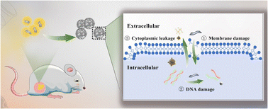 Graphical abstract: Facile fabrication of two-dimensional iodine nanosheets for antibacterial therapy