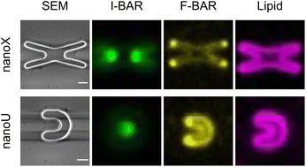 Graphical abstract: A NanoCurvS platform for quantitative and multiplex analysis of curvature-sensing proteins