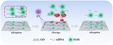 Graphical abstract: DNA damage caused by light-driven graphene oxide: a new mechanism