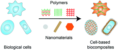 Graphical abstract: Cell-based biocomposite engineering directed by polymers