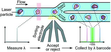 Graphical abstract: Laser particle activated cell sorting in microfluidics