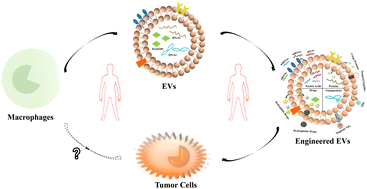 Graphical abstract: Engineering extracellular vesicles derived from macrophages for tumor therapy: a review