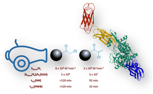 Graphical abstract: The war on hTG2: warhead optimization in small molecule human tissue transglutaminase inhibitors