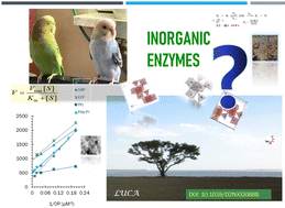 Graphical abstract: What are inorganic nanozymes? Artificial or inorganic enzymes