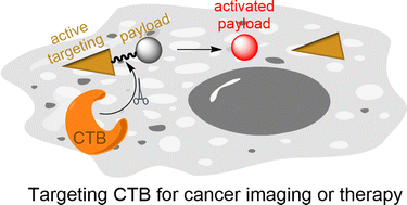 Graphical abstract: Cathepsin B as a target in cancer therapy and imaging
