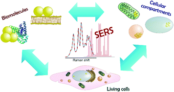 Graphical abstract: Surface enhanced Raman scattering for probing cellular biochemistry