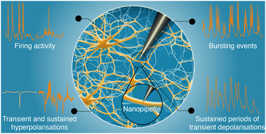 Graphical abstract: Diversity of dynamic voltage patterns in neuronal dendrites revealed by nanopipette electrophysiology