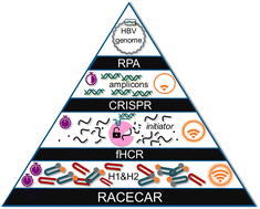 Graphical abstract: Recombinase amplified CRISPR enhanced chain reaction (RACECAR) for viral genome detection