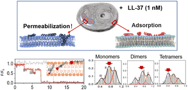 Graphical abstract: Nanomolar LL-37 induces permeability of a biomimetic mitochondrial membrane