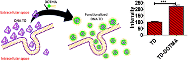 Graphical abstract: Cationic lipid modification of DNA tetrahedral nanocages enhances their cellular uptake