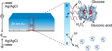 Graphical abstract: Simultaneous observation of the spatial and temporal dynamics of single enzymatic catalysis using a solid-state nanopore