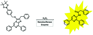 Graphical abstract: Development of an ATP-independent bioluminescent probe for detection of extracellular hydrogen peroxide