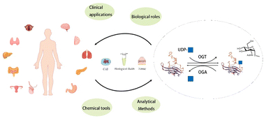 Graphical abstract: Recent development of analytical methods for disease-specific protein O-GlcNAcylation