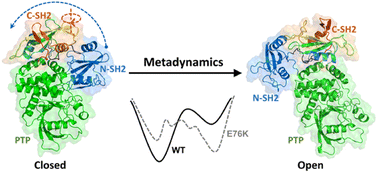 Graphical abstract: How a single mutation alters the protein structure: a simulation investigation on protein tyrosine phosphatase SHP2