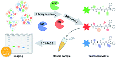 Graphical abstract: Parallel imaging of coagulation pathway proteases activated protein C, thrombin, and factor Xa in human plasma