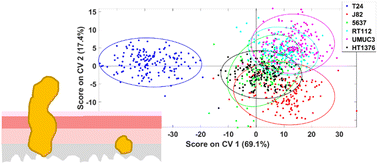 Graphical abstract: Classification of formalin-fixed bladder cancer cells with laser tweezer Raman spectroscopy