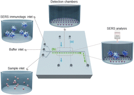Graphical abstract: A simple polystyrene microfluidic device for sensitive and accurate SERS-based detection of infection by malaria parasites