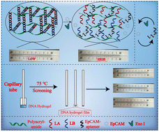 Graphical abstract: Exo I signal amplification of a DNA hydrogel film combined with capillary self-driven action for EpCAM detection