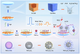 Graphical abstract: An ultrasensitive photoelectrochemical assay for tumor necrosis factor-alpha based on hollow CdS cubes as a signal generator and NiCo2O4-Au as a signal extinguisher