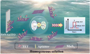 Graphical abstract: A photoelectrochemical aptasensor for tetracycline based on the self-assembly of 2D MoS2 on a 3D ZnO/Au/ITO electrode