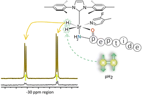 Graphical abstract: Parahydrogen hyperpolarized NMR detection of underivatized short oligopeptides