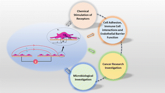 Graphical abstract: A review of electrochemical impedance as a tool for examining cell biology and subcellular mechanisms: merits, limits, and future prospects