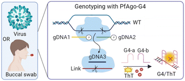 Graphical abstract: Split G-quadruplex based PfAgo sensing platform for nucleotide mutation discrimination and human genotyping