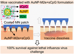 Graphical abstract: Delivery of gold nanoparticle-conjugated M2e influenza vaccine in mice using coated microneedles