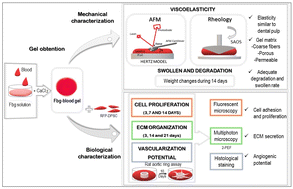 Graphical abstract: Biomechanical characterization of a fibrinogen–blood hydrogel for human dental pulp regeneration