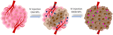 Graphical abstract: Hindering the unlimited proliferation of tumor cells synergizes with destroying tumor blood vessels for effective cancer treatment