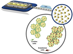 Graphical abstract: Photocrosslinkable microgels derived from human platelet lysates: injectable biomaterials for cardiac cell culture