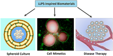 Graphical abstract: Liquid–liquid phase separation-inspired design of biomaterials